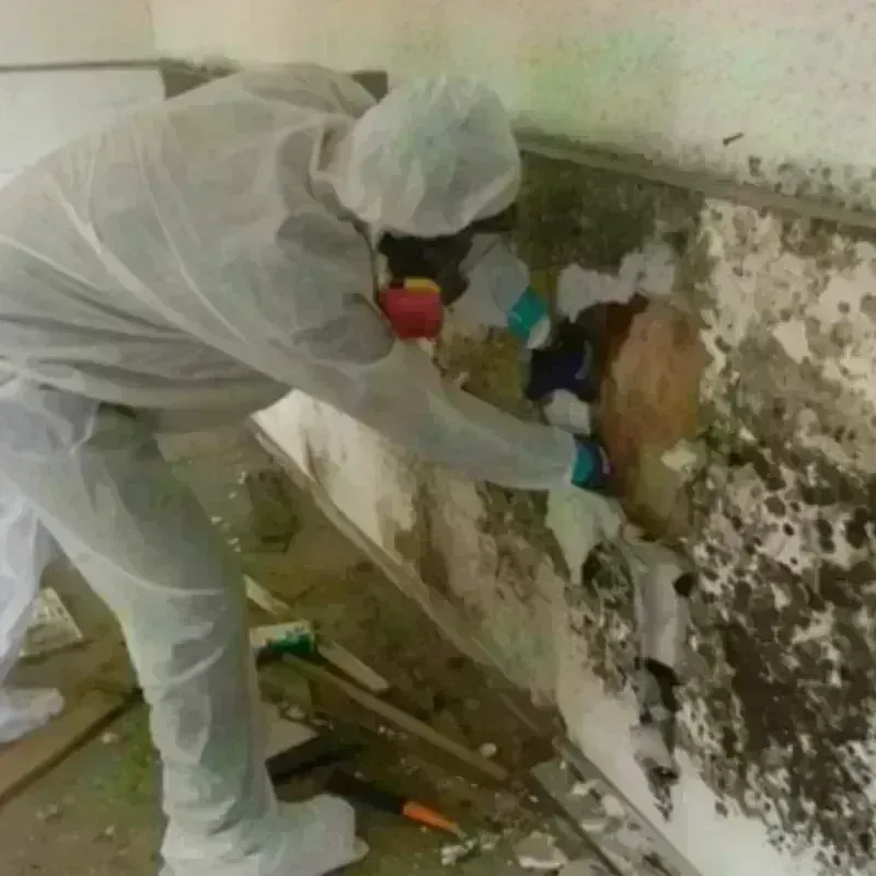 Mold Remediation and Removal in Bethel, OH